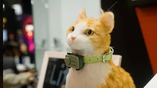 Evcil hayvanlara özel telefon geliştirildi: PetPhone “MWC 2025’te tanıtıldı